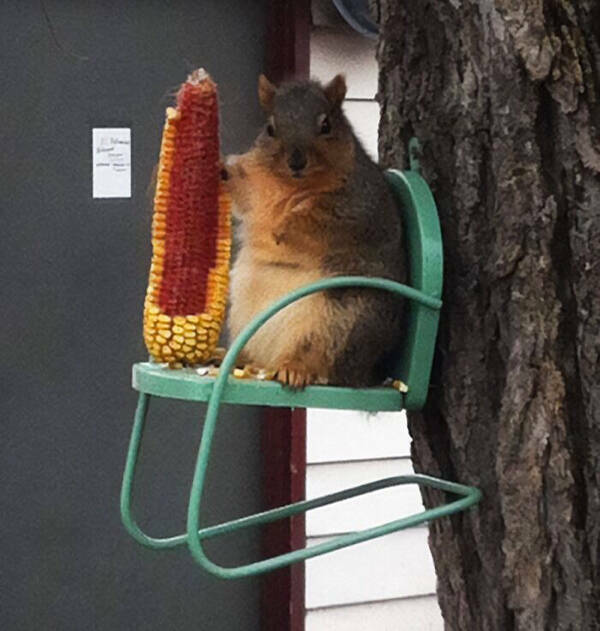 Squirrels Are Awesome!