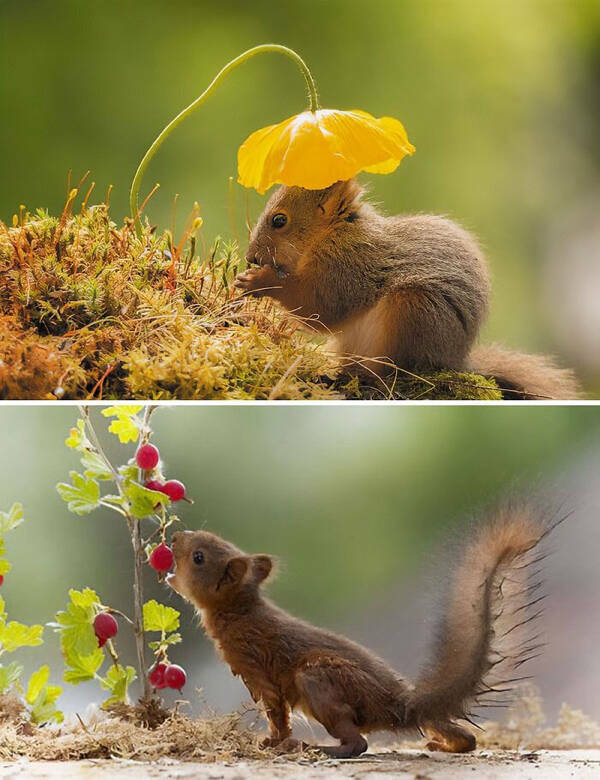 Squirrels Are Awesome!