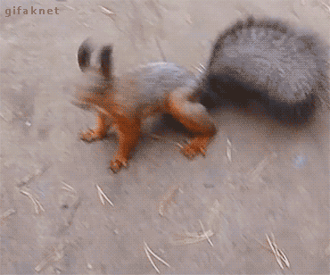 squirrels_are_awesome_01.gif