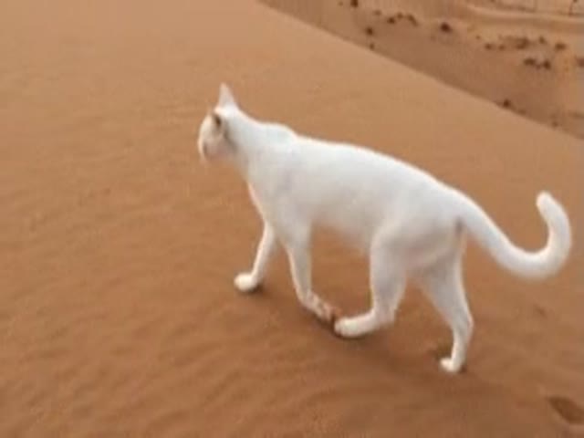 Cat Uses Its Own Footprints