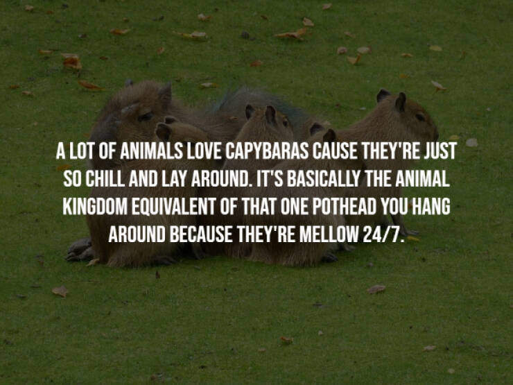 Wholesome Animal Facts That Will Improve Your Mood