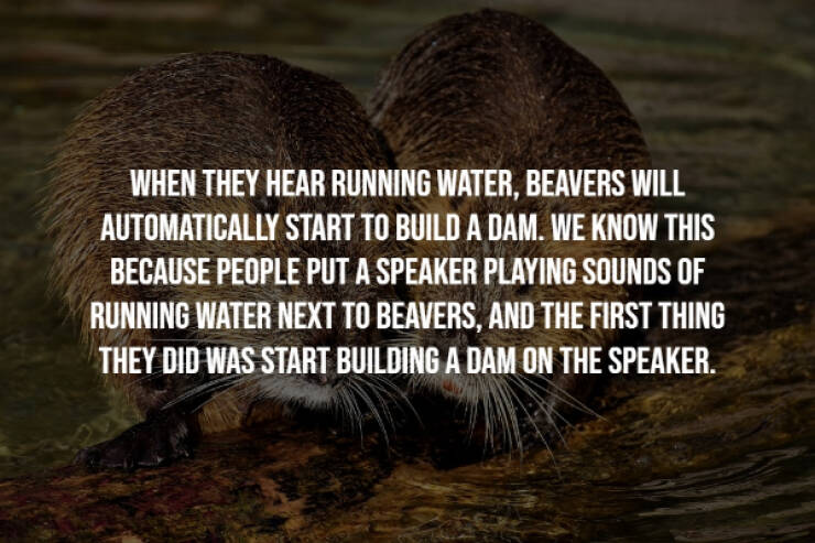 Wholesome Animal Facts That Will Improve Your Mood