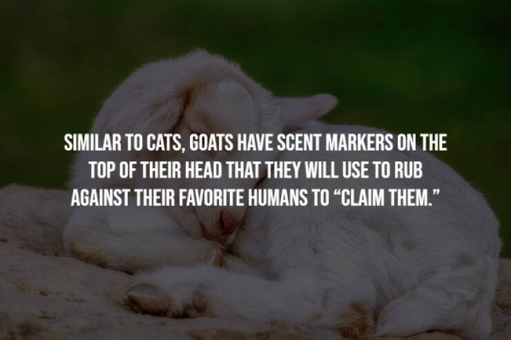 Wholesome Animal Facts That Will Improve Your Mood