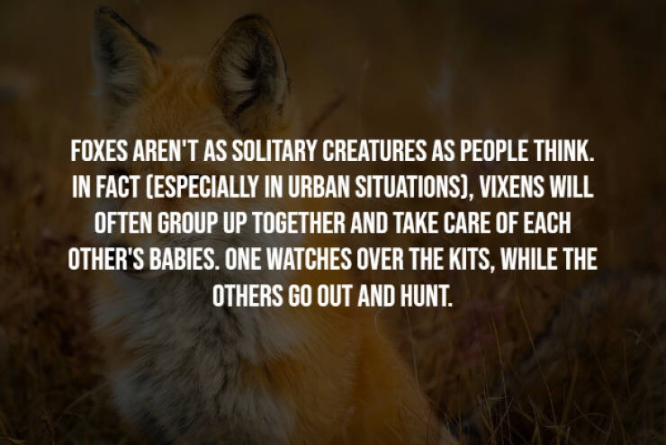 Wholesome Animal Facts That Will Improve Your Mood