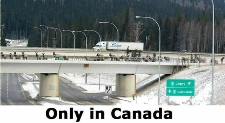 Canada In A Memeshell