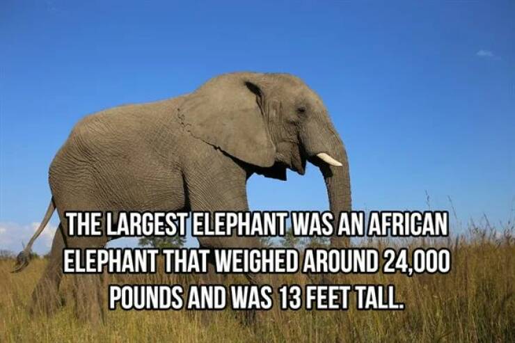 Massive Facts About Elephants