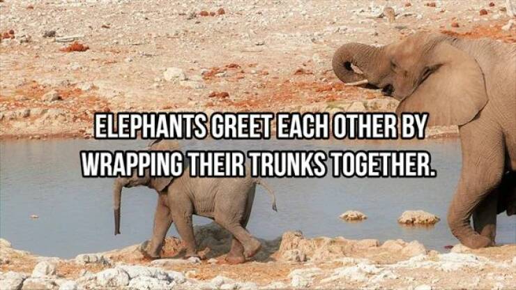 Massive Facts About Elephants