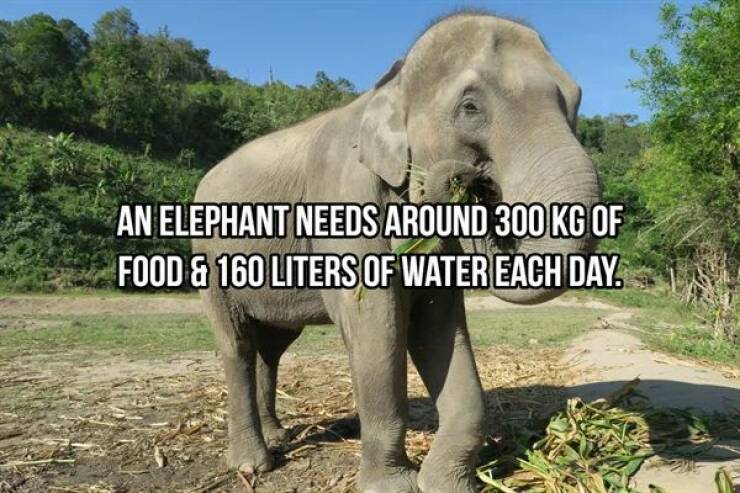 Massive Facts About Elephants