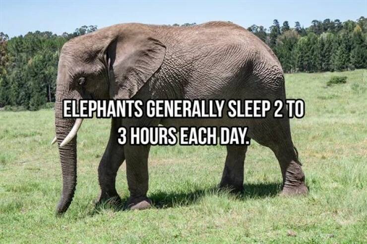 Massive Facts About Elephants