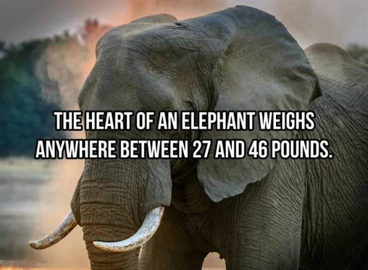 Massive Facts About Elephants