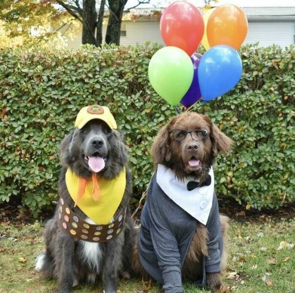 Some Of The Greatest Pet Costume Ideas For This Years Halloween