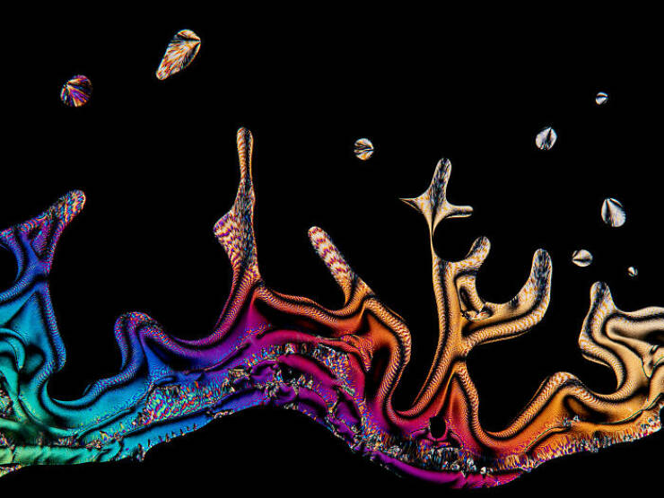 Some Of The Best Photos From This Year’s “Nikon Small World” Photomicrography Competition