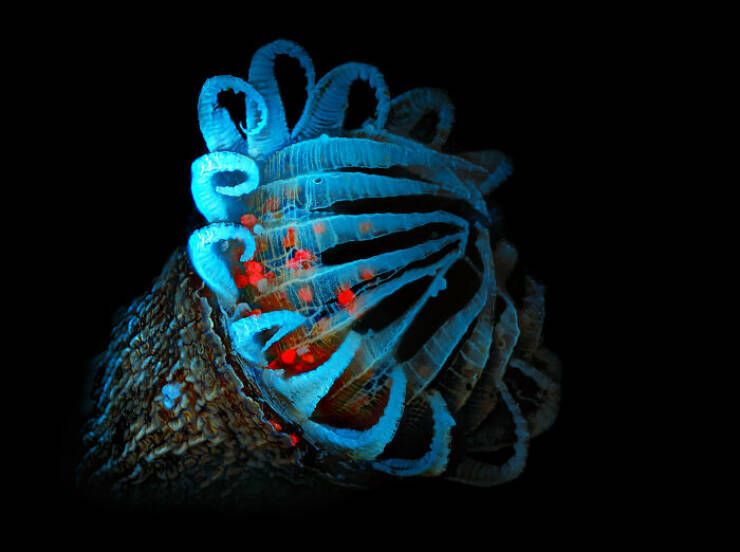 Some Of The Best Photos From This Year’s “Nikon Small World” Photomicrography Competition