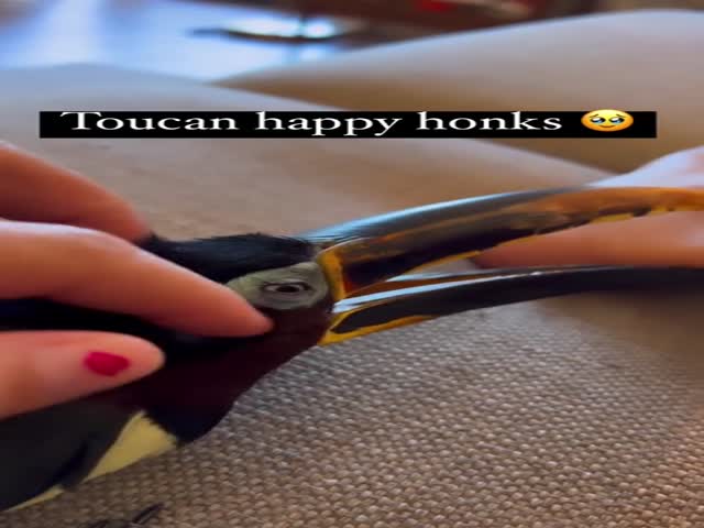 That’s One Happy Toucan!
