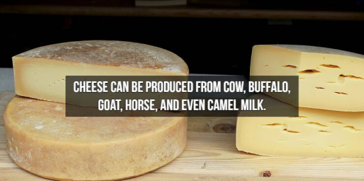 Who Doesn’t Like Cheese Facts?!