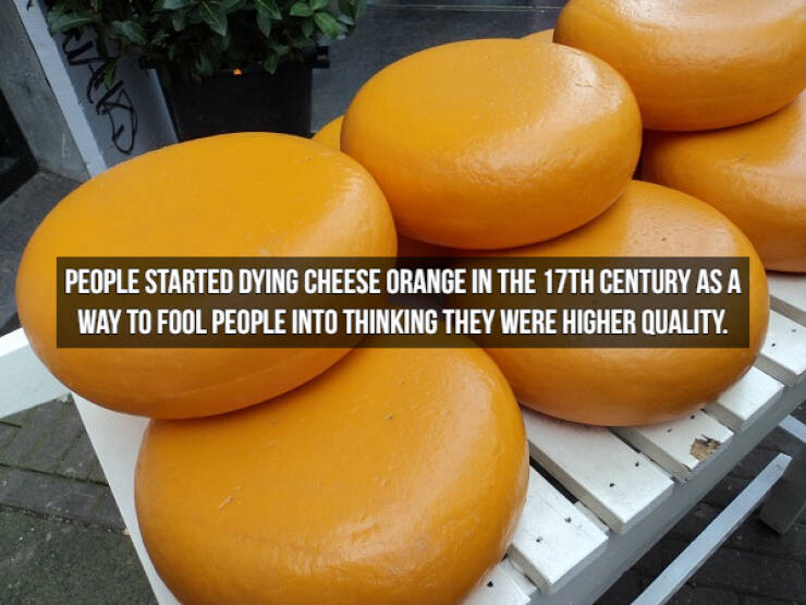 Who Doesn’t Like Cheese Facts?!