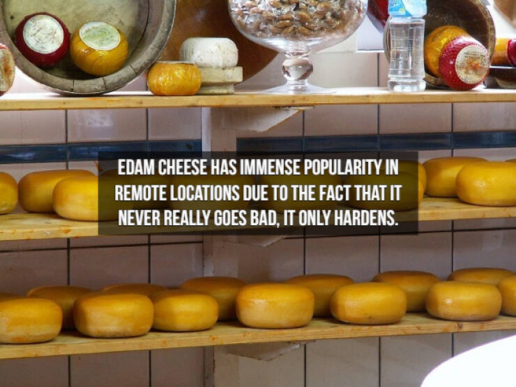 Who Doesn’t Like Cheese Facts?!