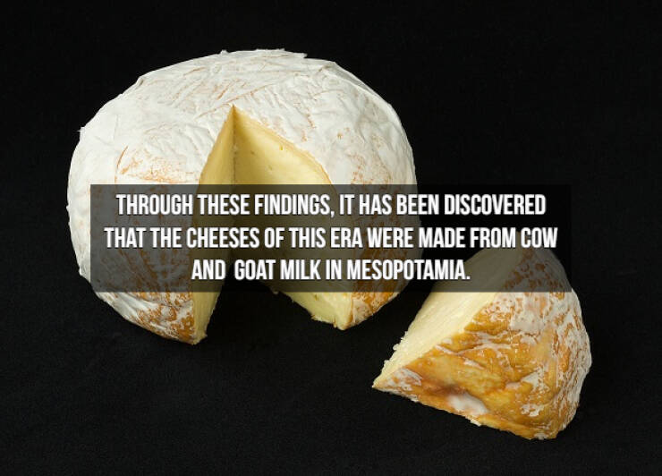 Who Doesn’t Like Cheese Facts?!