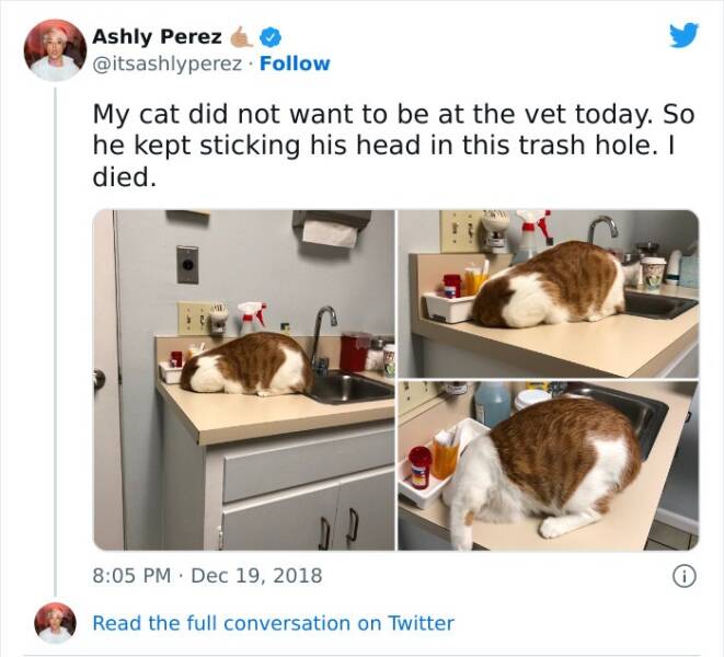 Veterinarians Share Their Wholesome Work Moments