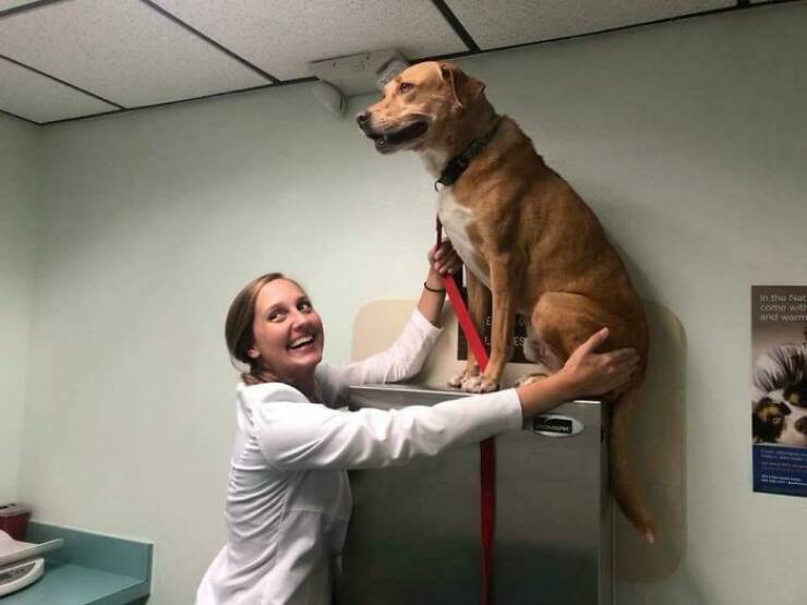 Veterinarians Share Their Wholesome Work Moments