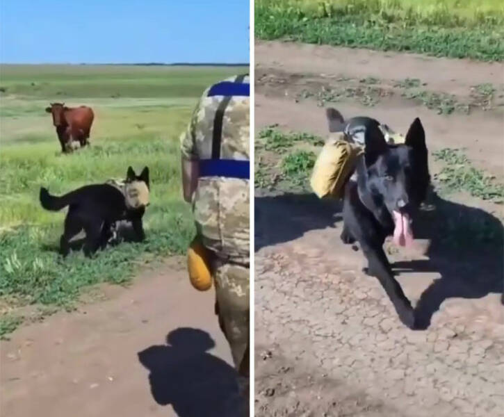 Adorable Photos Of Animals Rescued By Ukrainian Soldiers
