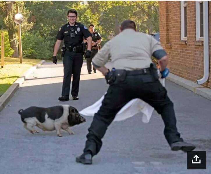 Pensacola Police Department Chases A Pig For An Hour