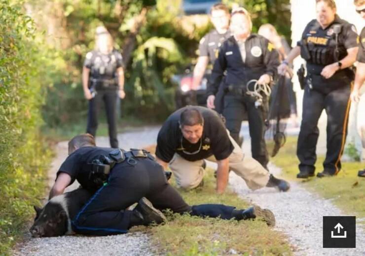 Pensacola Police Department Chases A Pig For An Hour