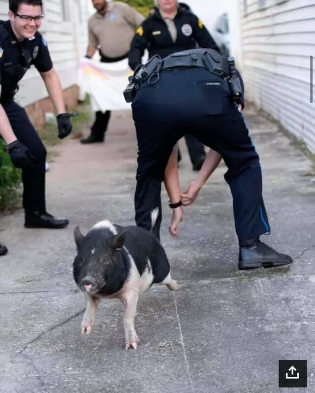 Pensacola Police Department Chases A Pig For An Hour