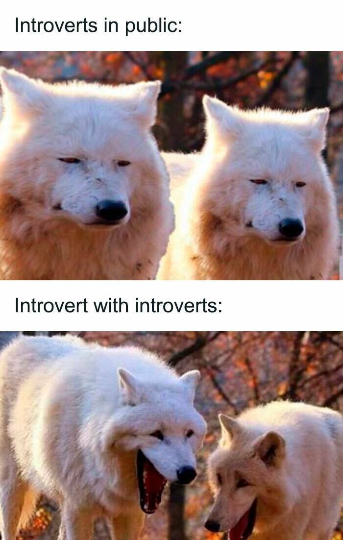 Introvert Life In A Memeshell…