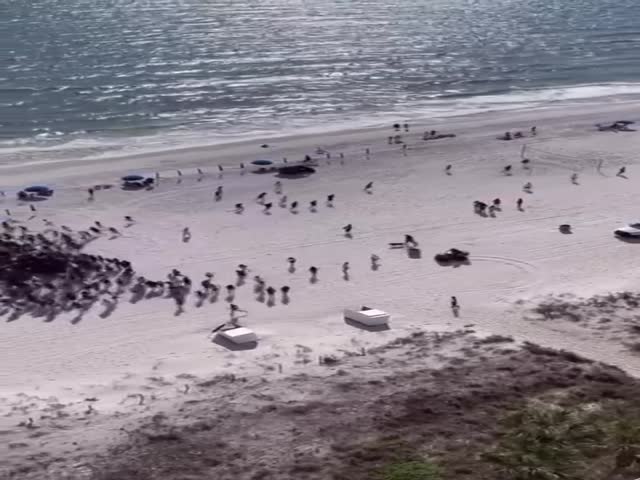 Florida Beach When A Drug Sniffing Dog Arrives