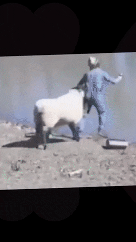 Morning Gifdump