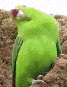 Morning Gifdump