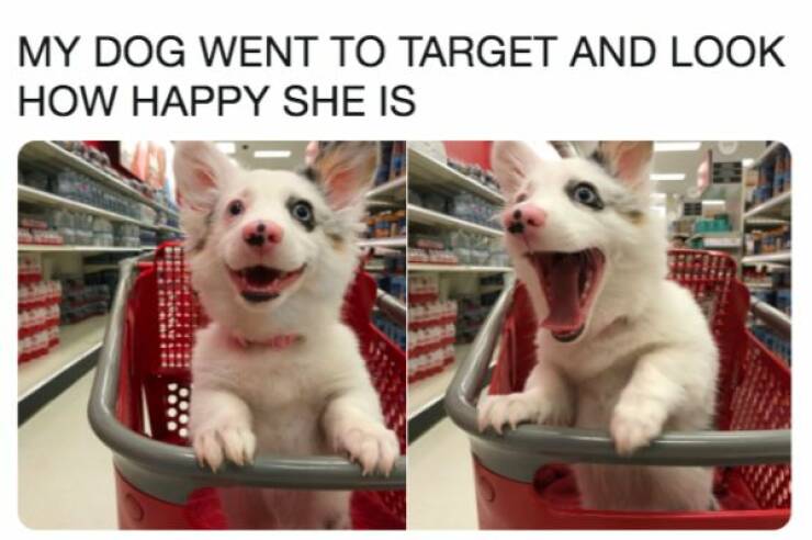 Dog Memes Are Always Happy To See You!