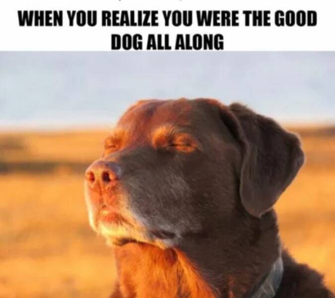Dog Memes Are Always Happy To See You!