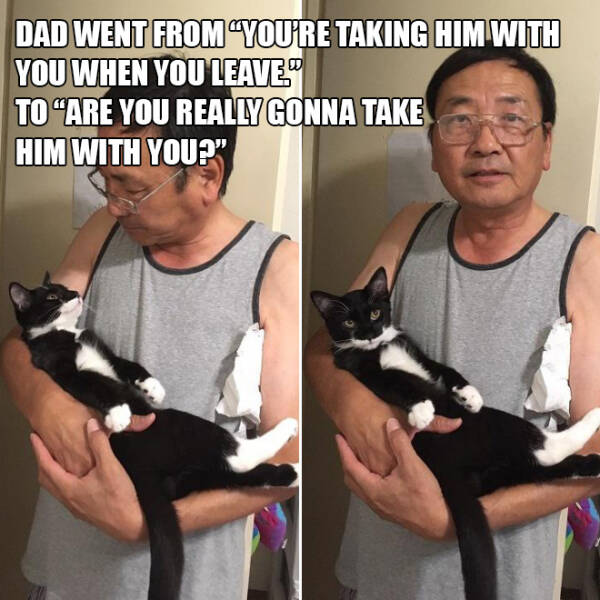 Dads Who Didnt Want These Cats In Their Lives