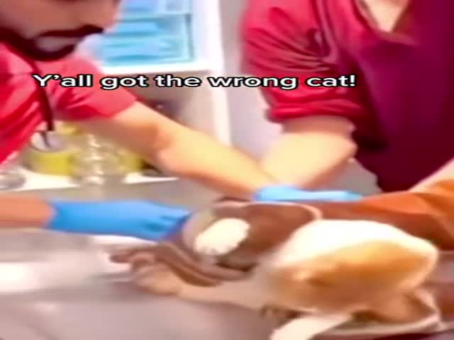 Wrong Cat!