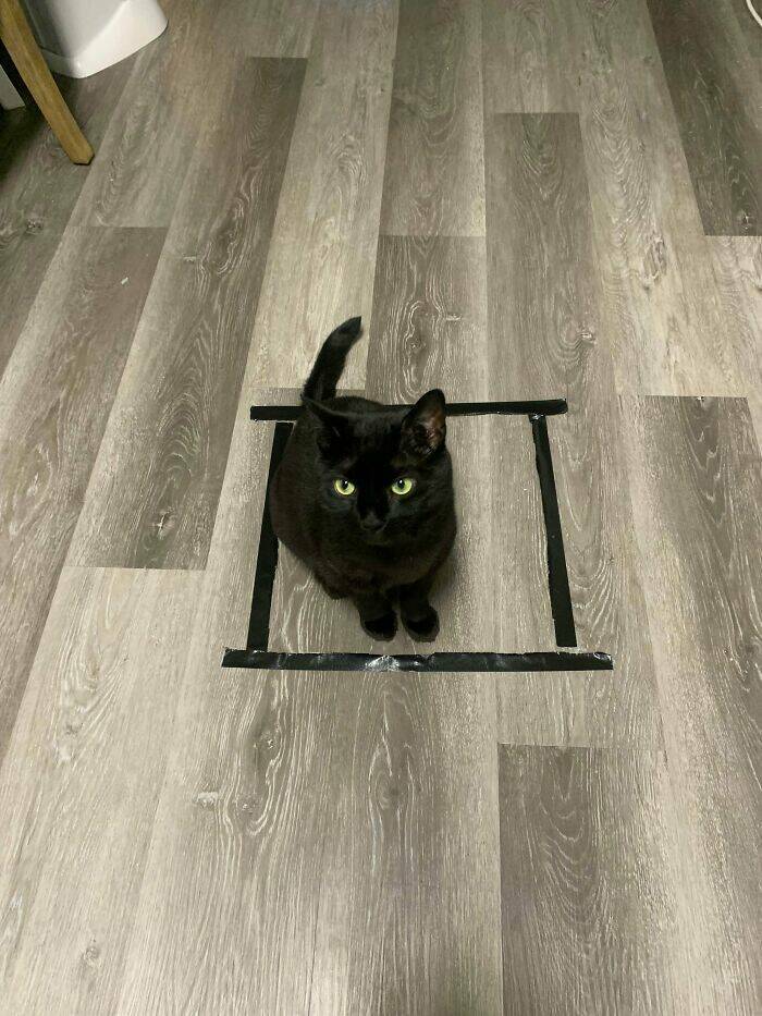 Cats Always Fall For These Traps…
