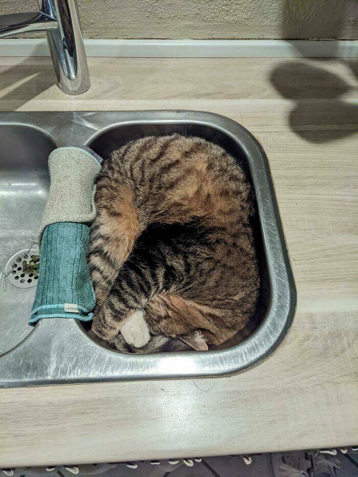Cats Always Fall For These Traps…