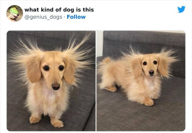 What Kind Of Dog Is That?!