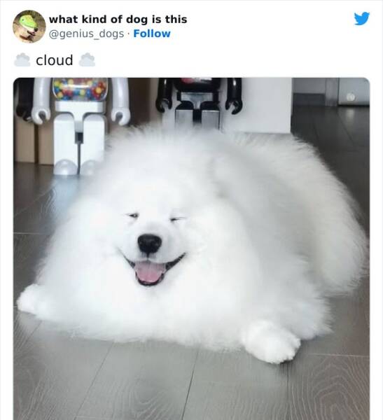 What Kind Of Dog Is That?!
