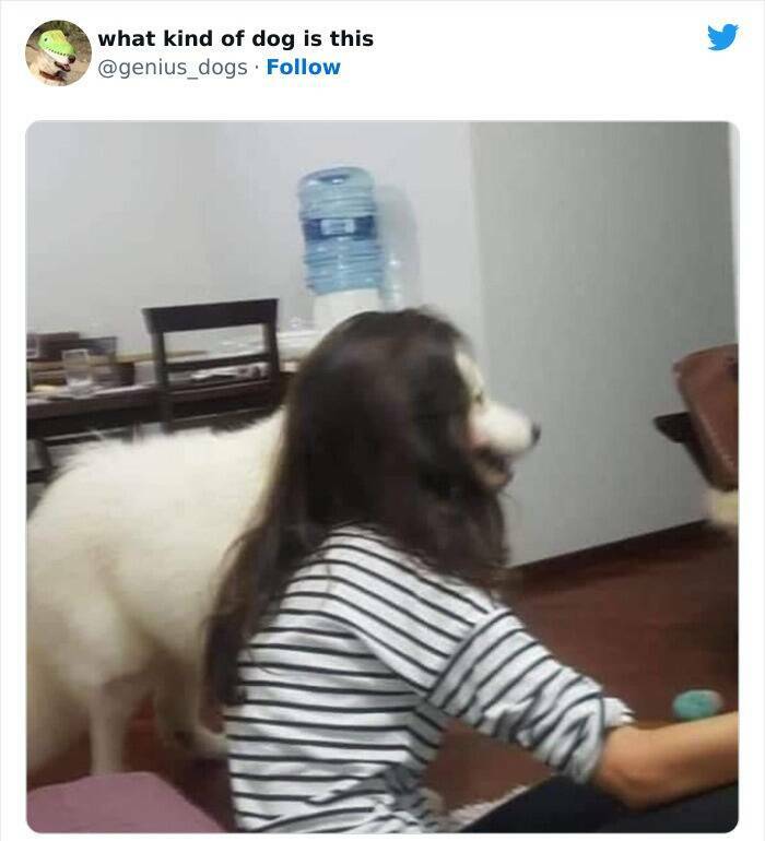 What Kind Of Dog Is That?!