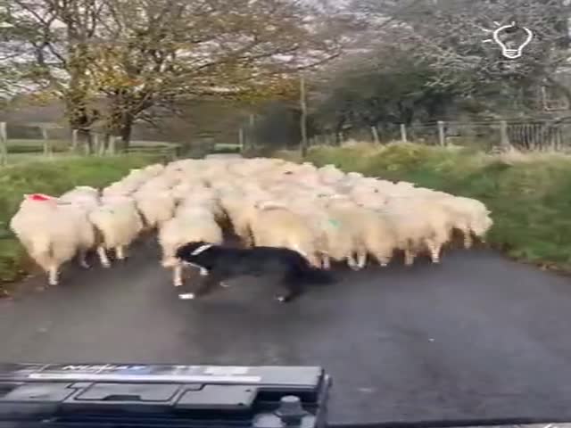 Sheep Always Need A Shepherd