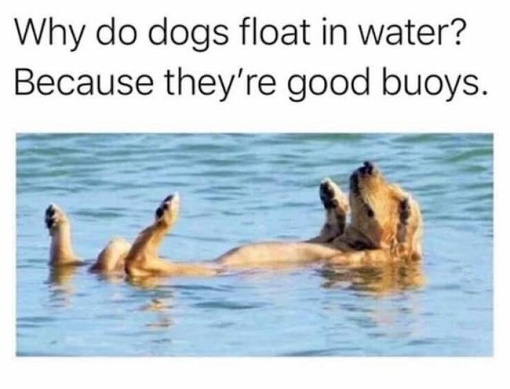 Dogs Are Great Comedians!