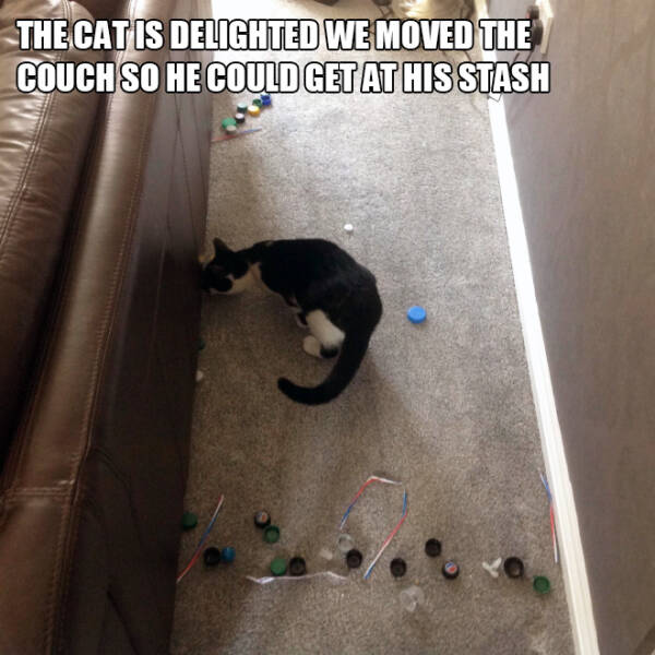 Cats Love Hoarding Stuff…
