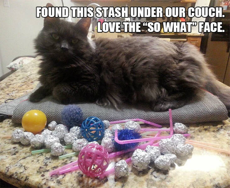 Cats Love Hoarding Stuff…