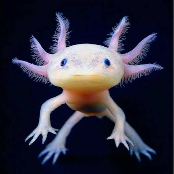 Weird, Funny And Bizarre Creatures Of The Earth