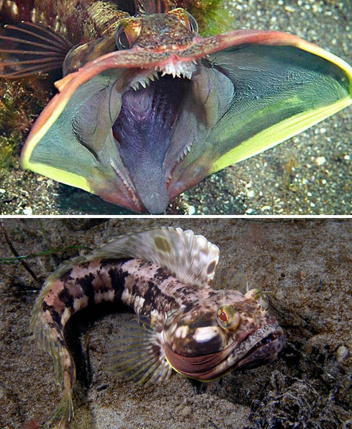 Weird, Funny And Bizarre Creatures Of The Earth