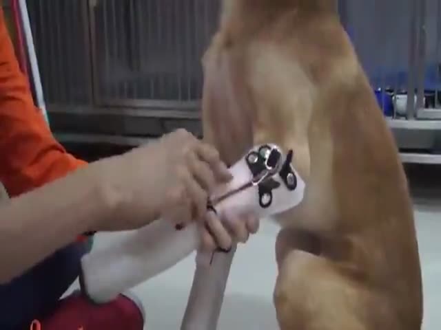 Dog Gets A Prosthetic Leg