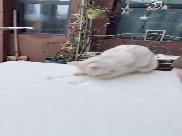 Winter Cats!