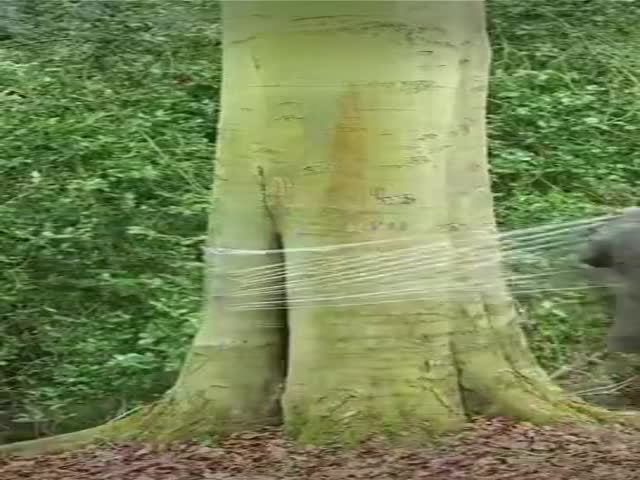 Tree Art